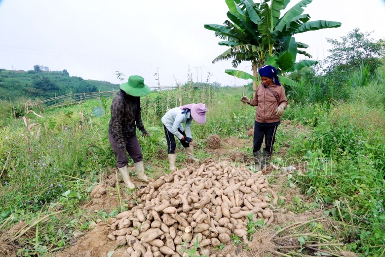 Đặc sản vùng cao xuống phố: Loại củ rẻ như khoai lang nhưng có công dụng đáng kinh ngạc, cực nhiều vitamin - Ảnh 5.