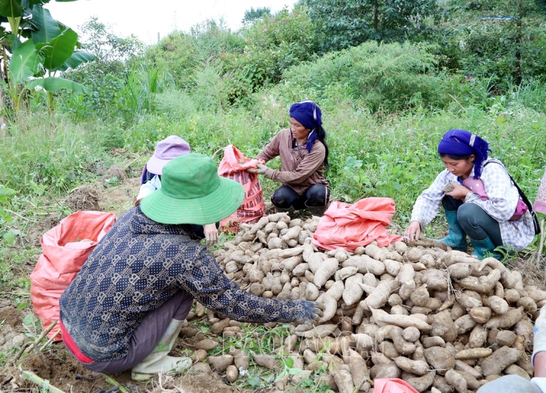 Đặc sản vùng cao xuống phố: Loại củ rẻ như khoai lang nhưng có công dụng đáng kinh ngạc, cực nhiều vitamin - Ảnh 6.