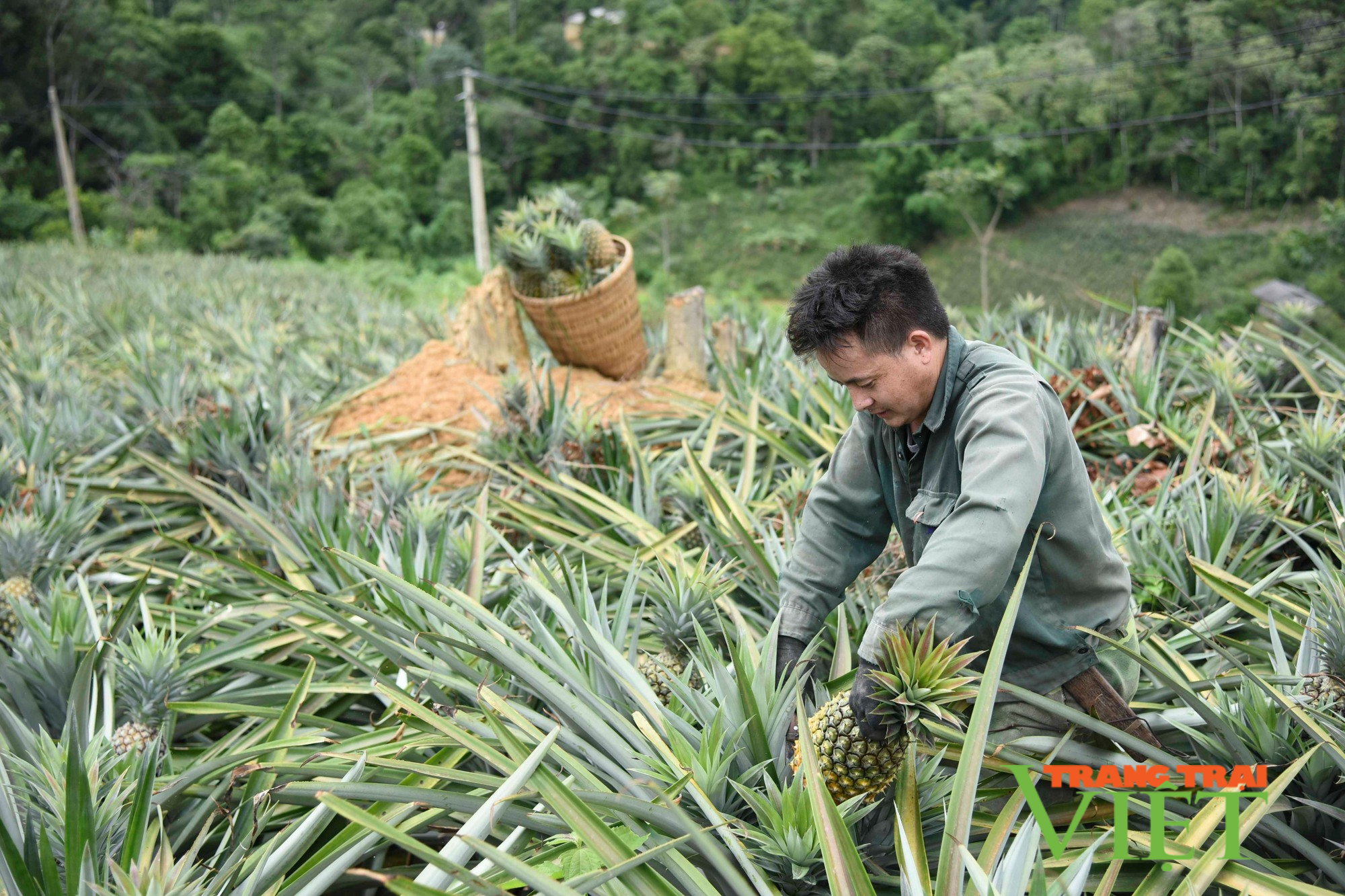 Mường Chà: Cầm tay chỉ việc, hướng dẫn nông dân phát triển kinh tế, cách làm hay để giảm nghèo - Ảnh 1.