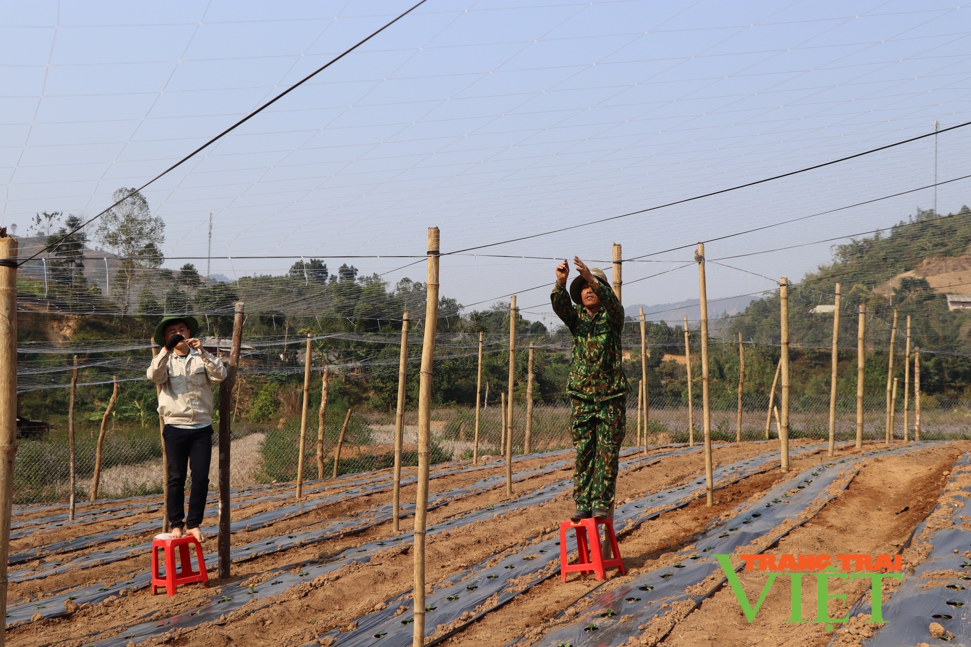 Mường Chà: Cầm tay chỉ việc, hướng dẫn nông dân phát triển kinh tế, cách làm hay để giảm nghèo - Ảnh 5.