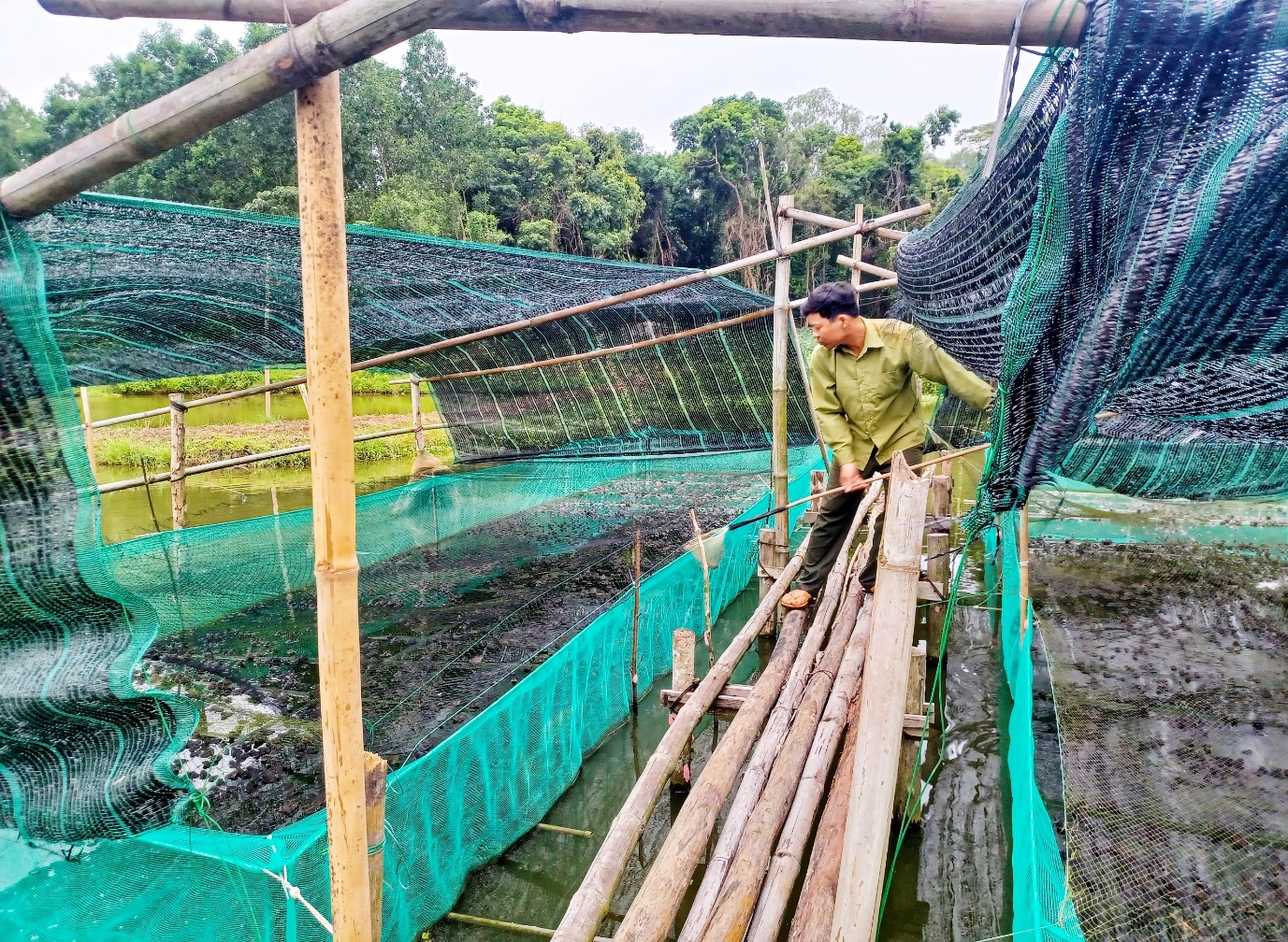 Nuôi ếch kết hợp nuôi cá rô, một nông dân Quảng Trị tiết kiệm chi phí mà lợi nhuận lại tốt hơn hẳn - Ảnh 1.