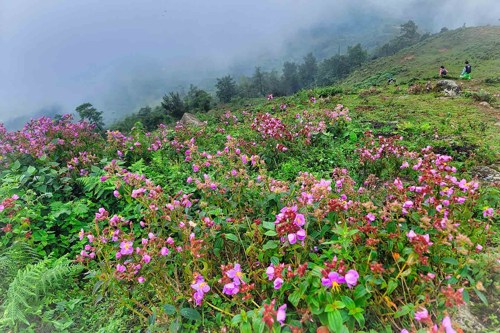 Băng rừng 2 ngày ngắm ‘quỷ núi’, săn hốc đá hình ‘trái tim’ Nhìu Cồ San-một ngọn núi cao ở Lào Cai - Ảnh 3.