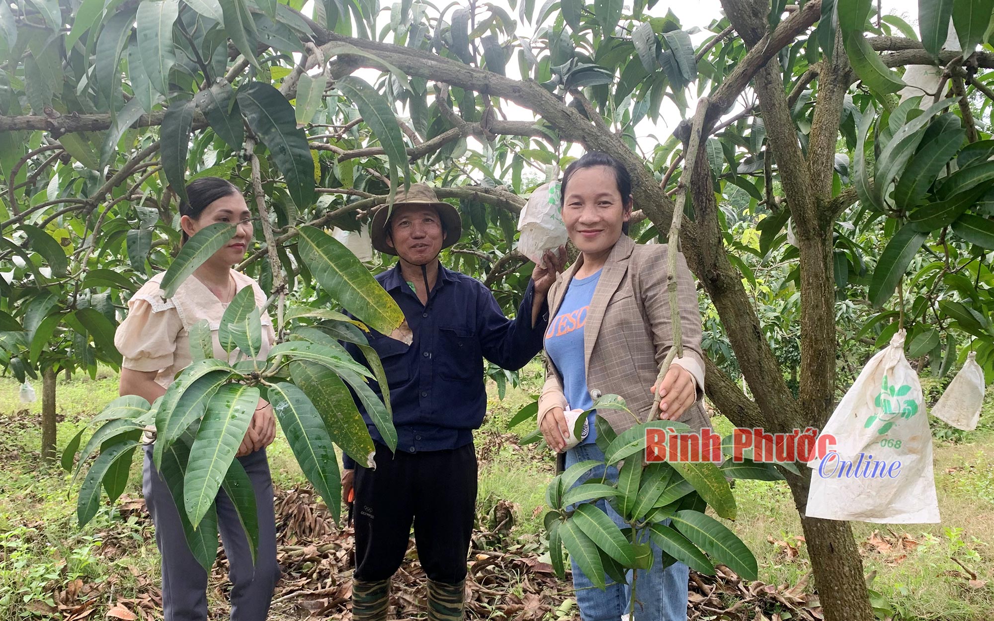 Ở một nơi của Bình Phước, đang nghịch vụ mà vườn xoài cây nào cây nấy thấp tè đã ra la liệt trái - Ảnh 1.