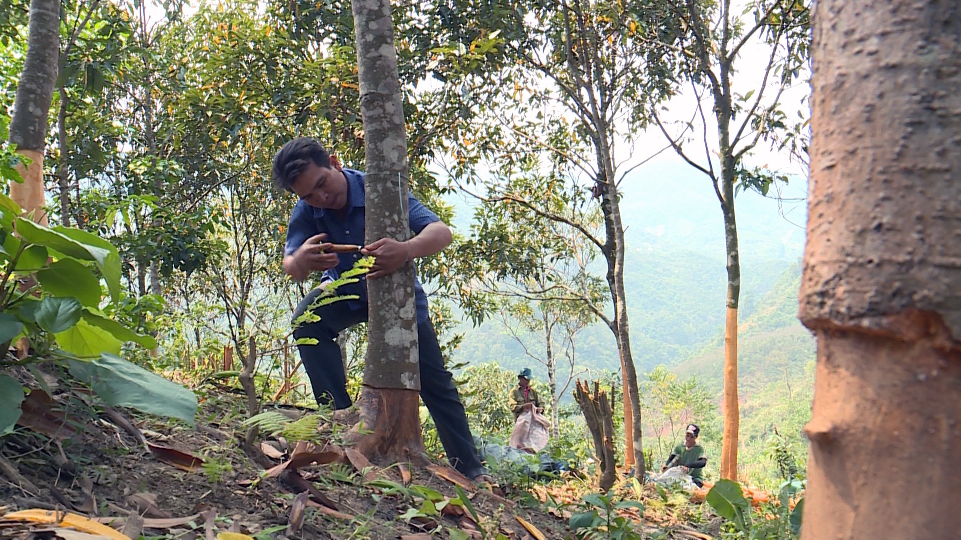 Trồng loại cây thẳng tuột thơm lừng, bán từ vỏ đến lá, dân ở một huyện của Quảng Nam đổi đời - Ảnh 1.