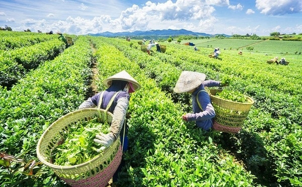 Một quốc gia tại Trung Đông đang tăng mạnh nhập khẩu chè xanh của Việt Nam - Ảnh 1.