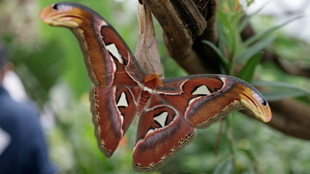 Sắc đẹp của loài bướm có trong sách đỏ, sải cánh khổng lồ quý hiếm ở Việt Nam - Ảnh 2.