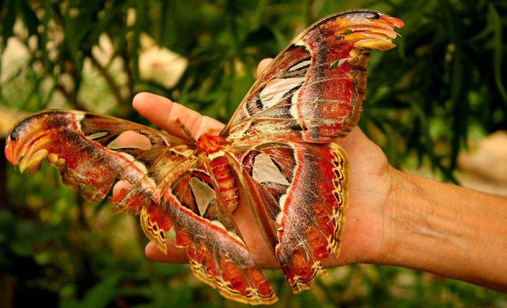 Sắc đẹp của loài bướm có trong sách đỏ, sải cánh khổng lồ quý hiếm ở Việt Nam - Ảnh 3.