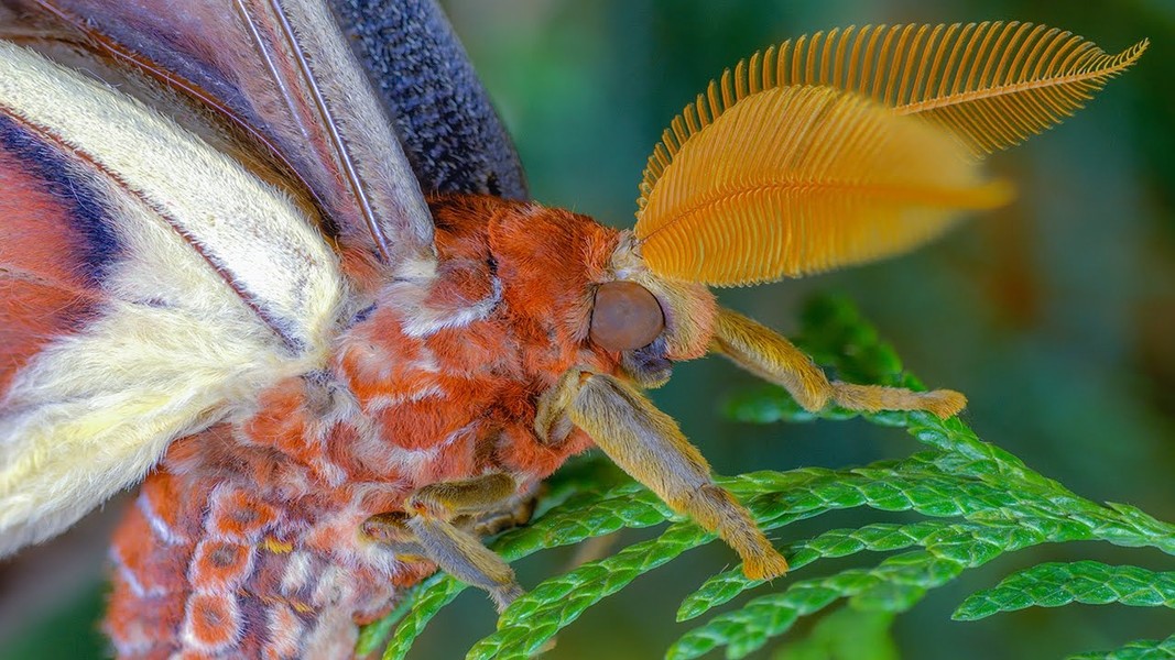 Sắc đẹp của loài bướm có trong sách đỏ, sải cánh khổng lồ quý hiếm ở Việt Nam - Ảnh 4.