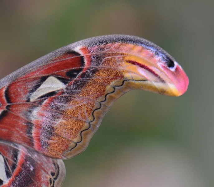 Sắc đẹp của loài bướm có trong sách đỏ, sải cánh khổng lồ quý hiếm ở Việt Nam - Ảnh 5.