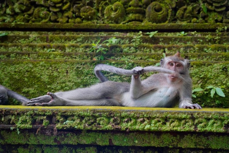 Loạt ảnh động vật hoang dã hài hước: Chàng khỉ cô đơn và chuột túi chơi guitar - Ảnh 6.