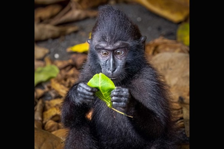 Loạt ảnh động vật hoang dã hài hước: Chàng khỉ cô đơn và chuột túi chơi guitar - Ảnh 9.