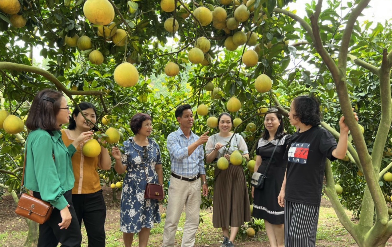 Vườn cam, bưởi hữu cơ đẹp như tranh của Nông dân Việt Nam xuất sắc 2023 đến từ Bắc Giang - Ảnh 5.