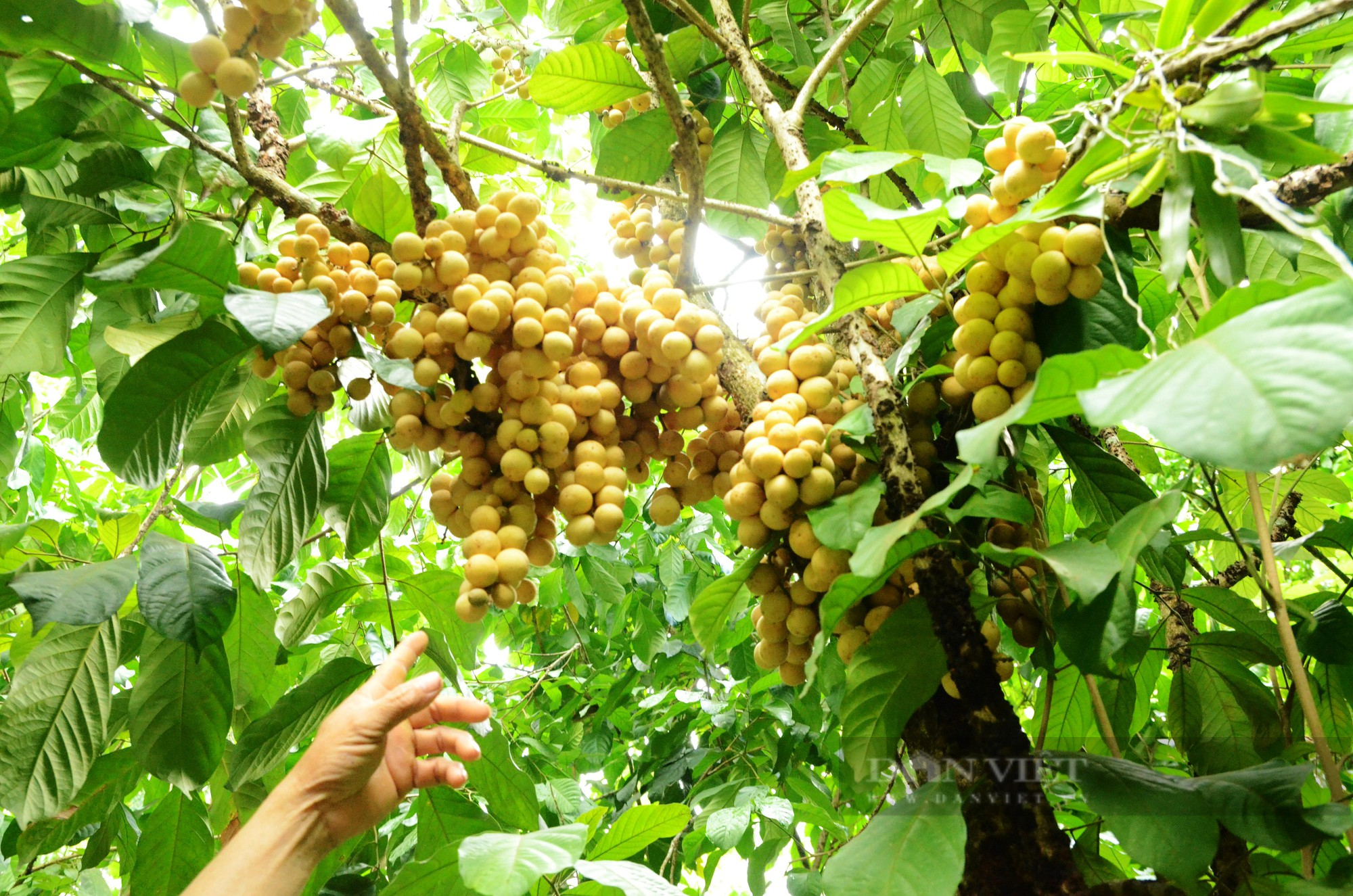 Về làng cổ hàng trăm năm tuổi ở Quảng Nam chiêm ngưỡng vườn trái cây đủ màu xanh, đỏ, tím, vàng - Ảnh 5.