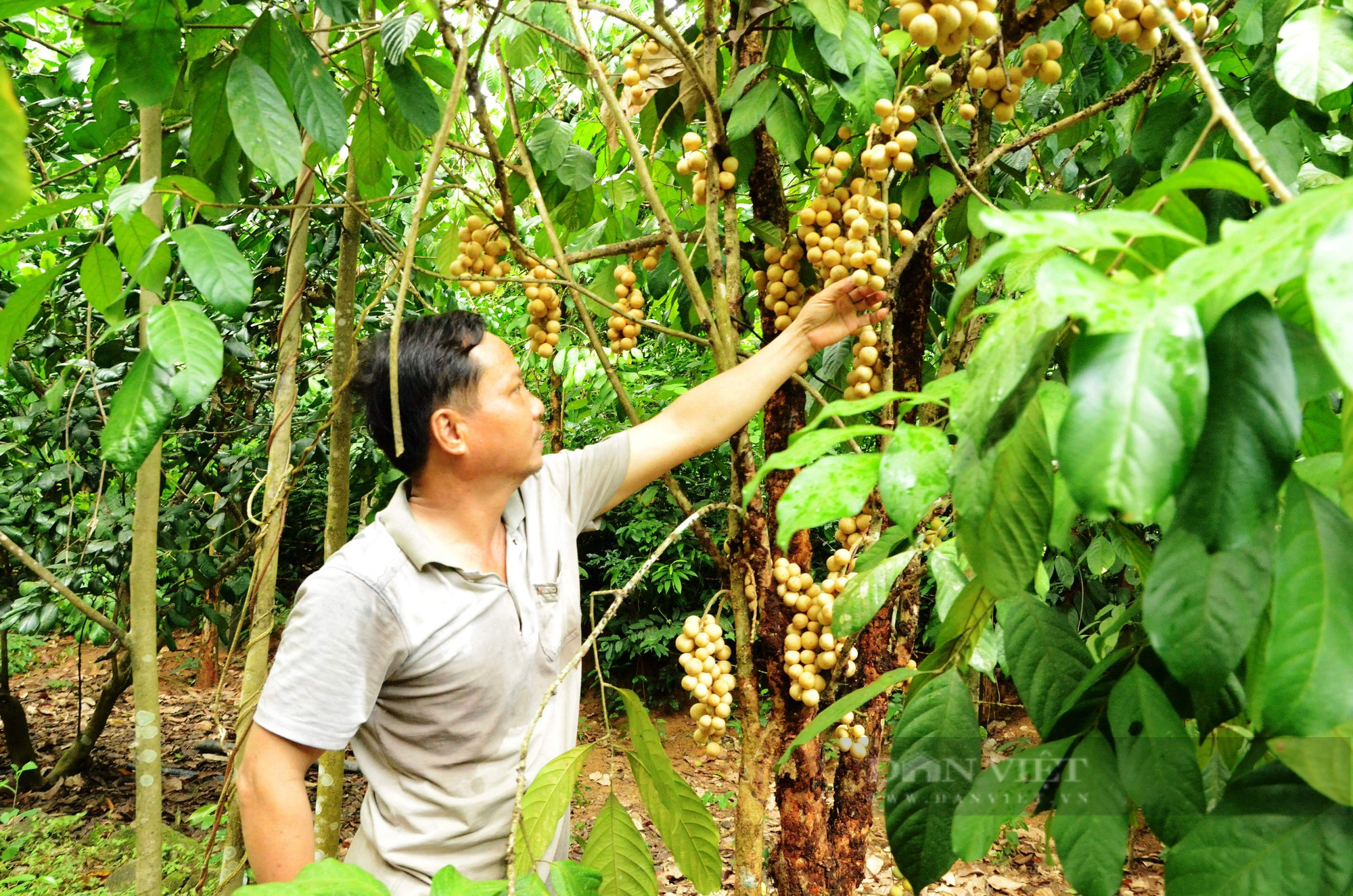 Về làng cổ hàng trăm năm tuổi ở Quảng Nam chiêm ngưỡng vườn trái cây đủ màu xanh, đỏ, tím, vàng - Ảnh 8.