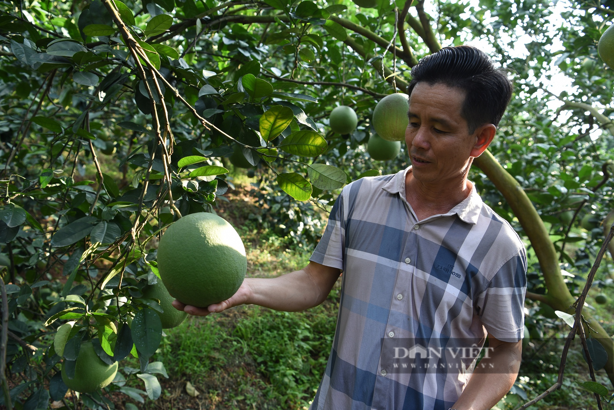 Vườn cam, bưởi hữu cơ đẹp như tranh của Nông dân Việt Nam xuất sắc 2023 đến từ Bắc Giang - Ảnh 3.