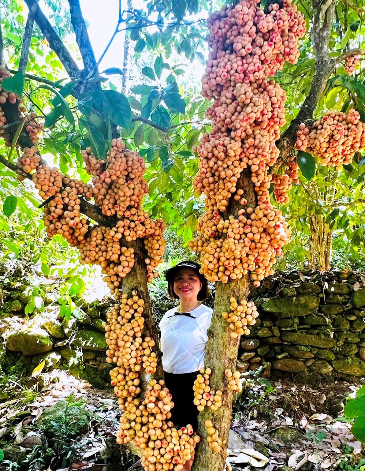 Về làng cổ hàng trăm năm tuổi ở Quảng Nam chiêm ngưỡng vườn trái cây đủ màu xanh, đỏ, tím, vàng - Ảnh 9.
