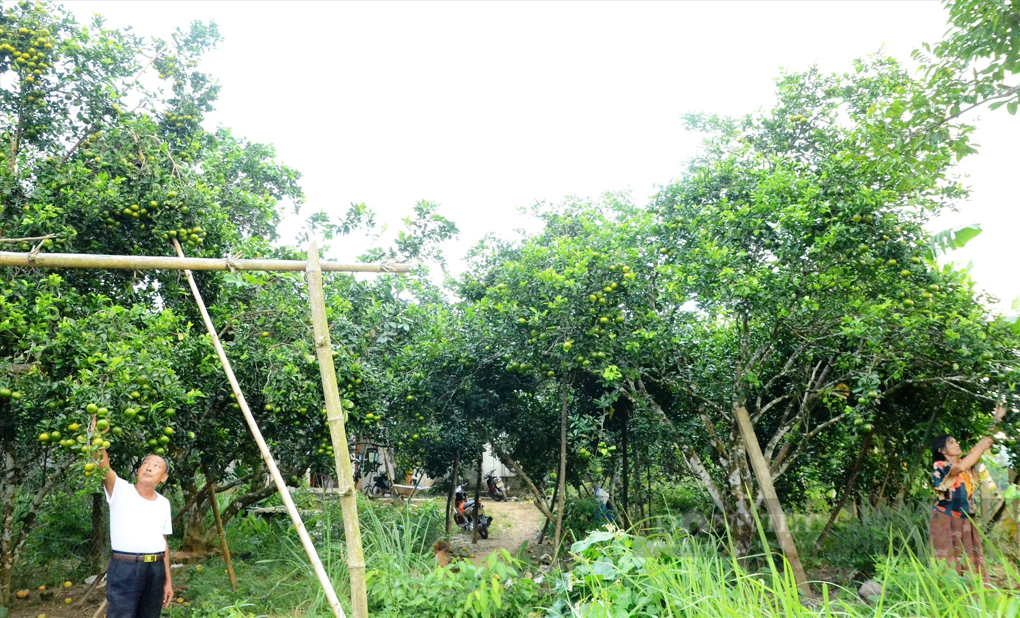 Về làng cổ hàng trăm năm tuổi ở Quảng Nam chiêm ngưỡng vườn trái cây đủ màu xanh, đỏ, tím, vàng - Ảnh 3.