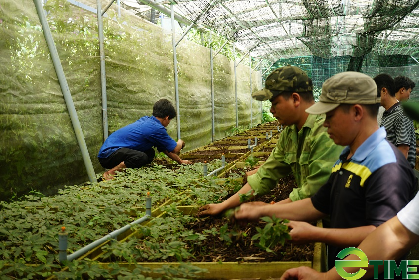 Quảng Nam cung ứng hơn 78 ngàn cây sâm Ngọc Linh giống cho người dân - Ảnh 1.