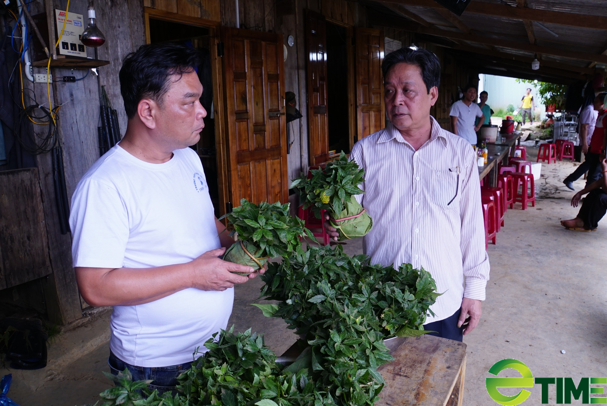 Quảng Nam cung ứng hơn 78 ngàn cây sâm Ngọc Linh giống cho người dân - Ảnh 2.