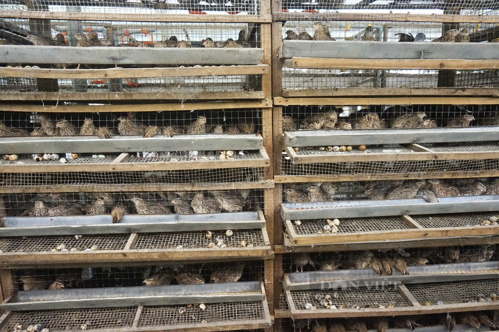 Quảng Nam: Nuôi 20.000 con chim cặm cụi ăn cả ngày, anh nông dân nhặt trứng mỏi tay mà có của ăn của để - Ảnh 4.