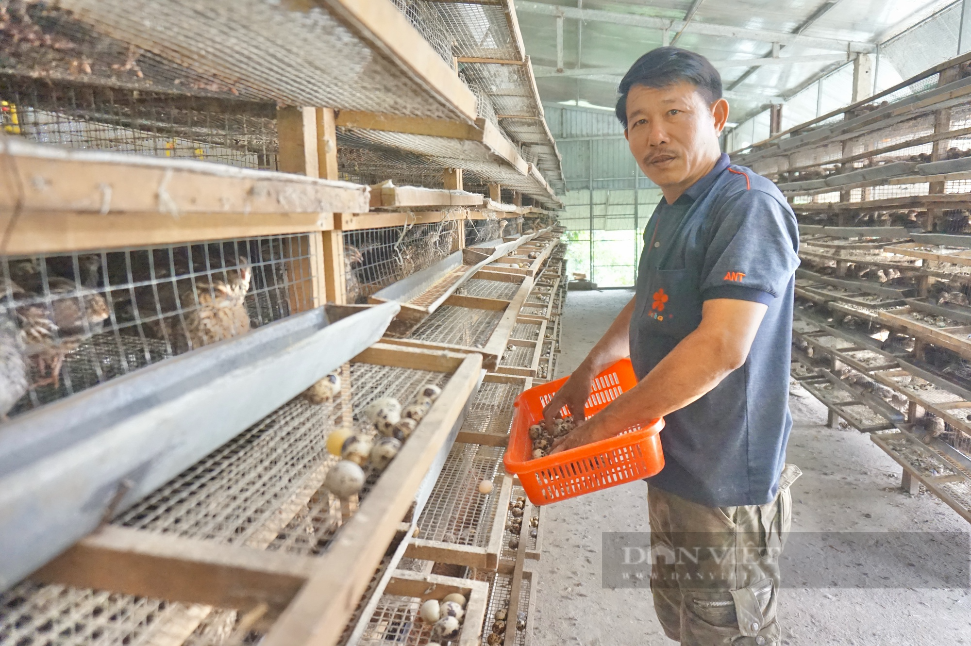Quảng Nam: Nuôi 20.000 con chim cặm cụi ăn cả ngày, anh nông dân nhặt trứng mỏi tay mà có của ăn của để - Ảnh 5.