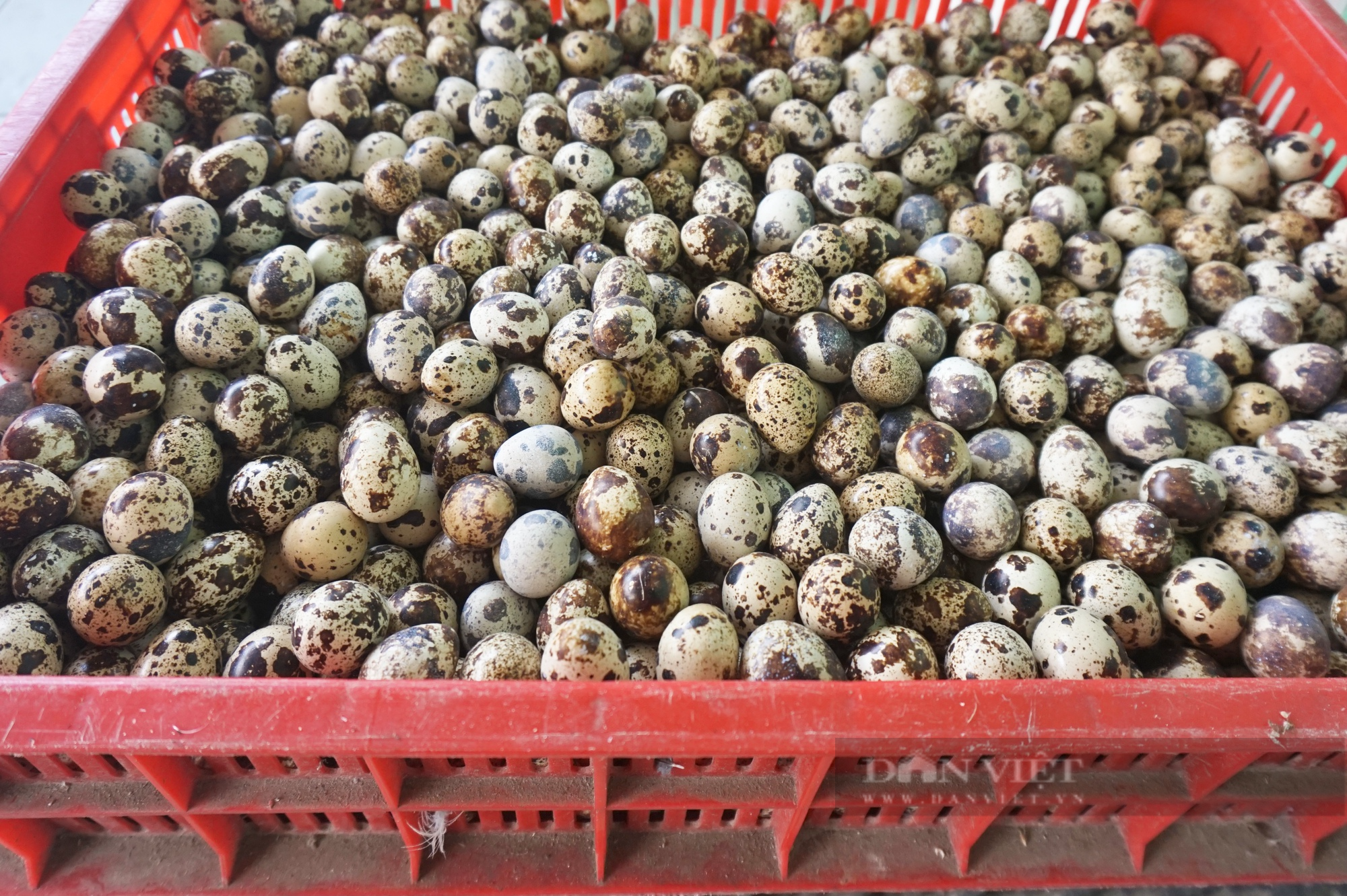 Quảng Nam: Nuôi 20.000 con chim cặm cụi ăn cả ngày, anh nông dân nhặt trứng mỏi tay mà có của ăn của để - Ảnh 6.