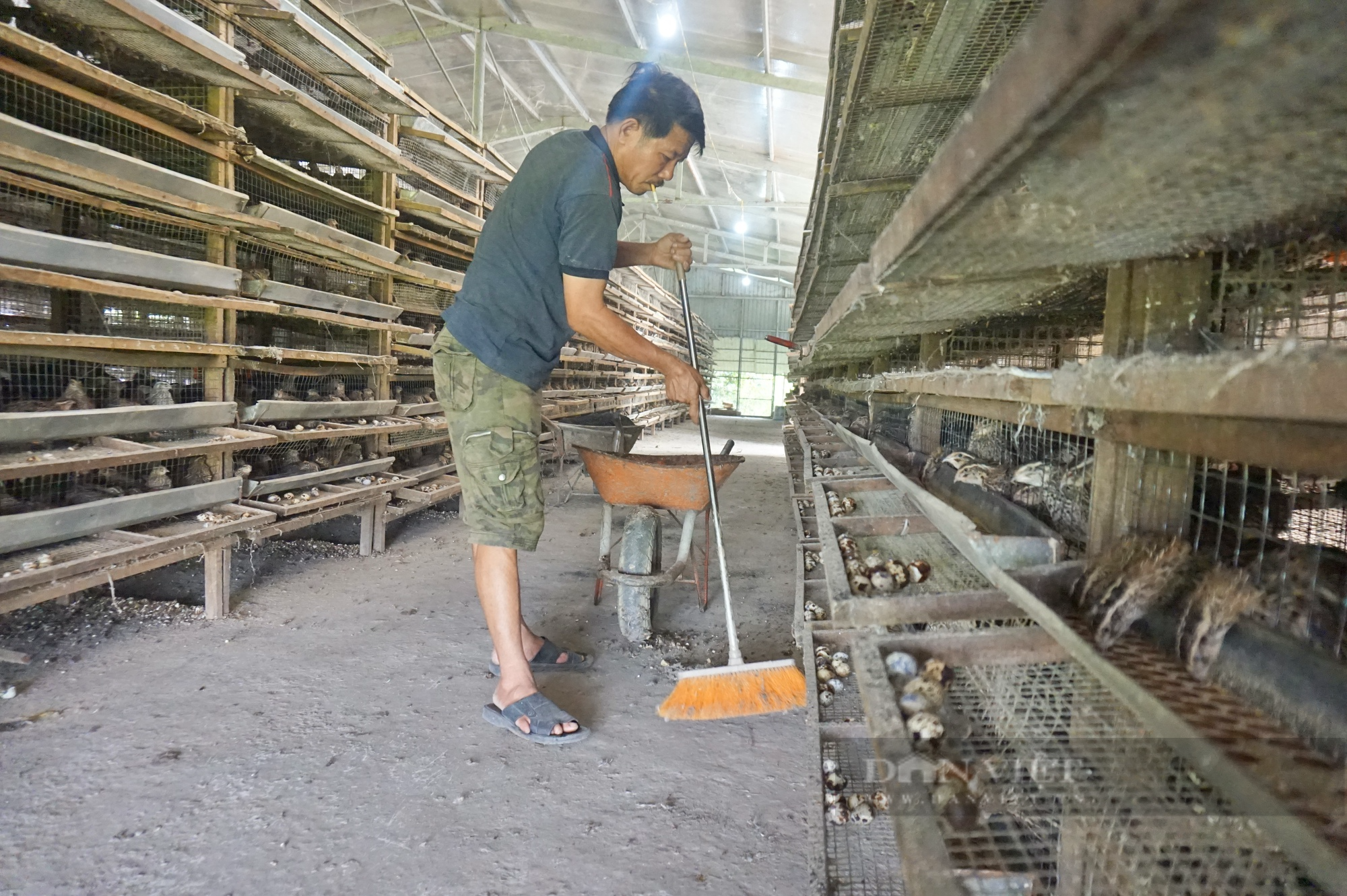 Quảng Nam: Nuôi 20.000 con chim cặm cụi ăn cả ngày, anh nông dân nhặt trứng mỏi tay mà có của ăn của để - Ảnh 7.