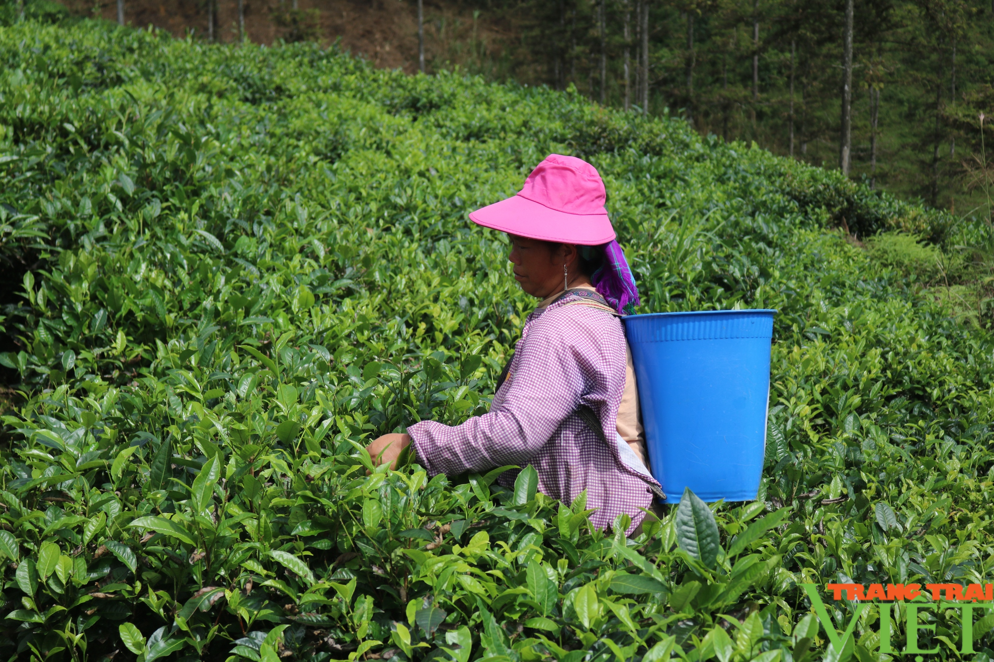 Huyện vùng biên Lào Cai đẩy mạnh phát triển cây trồng chủ lực, nâng cao thu nhập cho người dân - Ảnh 3.