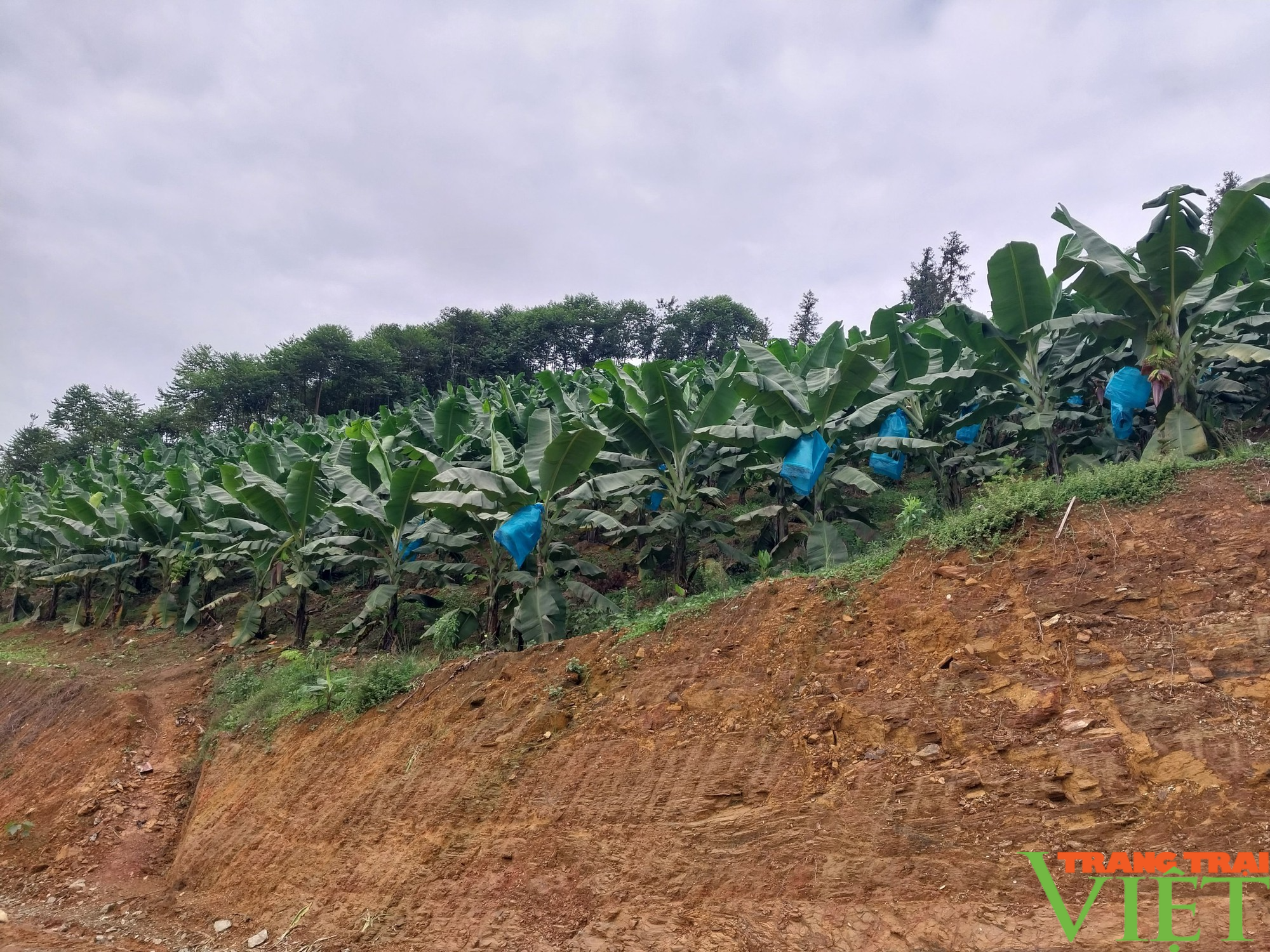 Huyện vùng biên Lào Cai đẩy mạnh phát triển cây trồng chủ lực, nâng cao thu nhập cho người dân - Ảnh 5.