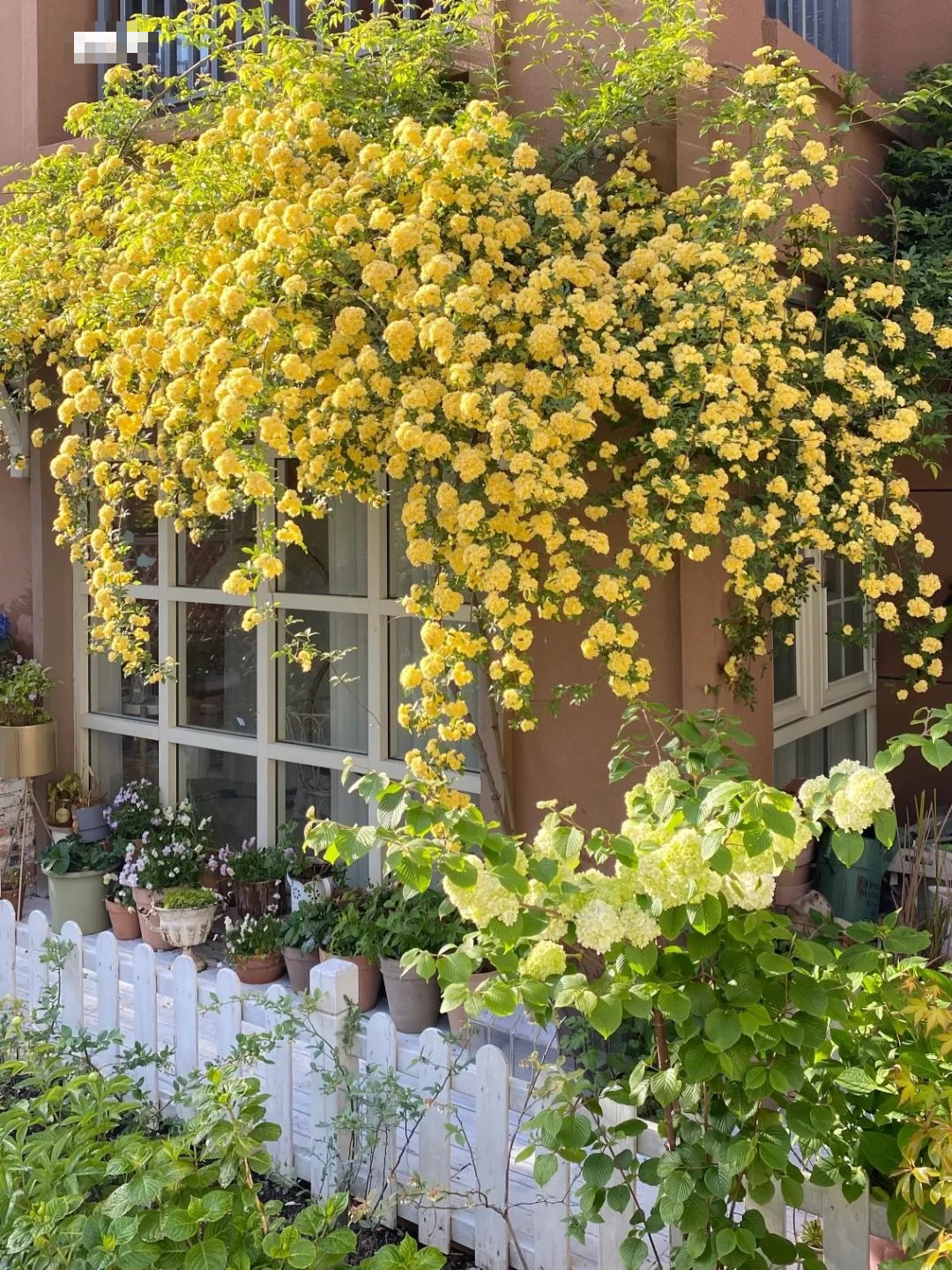 &quot;Lấp đầy&quot; sân nhà bằng cây cảnh siêu hoa, sắc nước hương trời, gia đình khỏe mạnh, bình an - Ảnh 1.