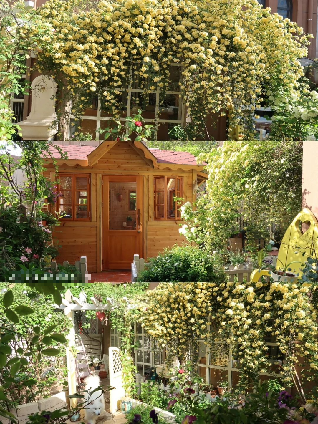 &quot;Lấp đầy&quot; sân nhà bằng cây cảnh siêu hoa, sắc nước hương trời, gia đình khỏe mạnh, bình an - Ảnh 8.