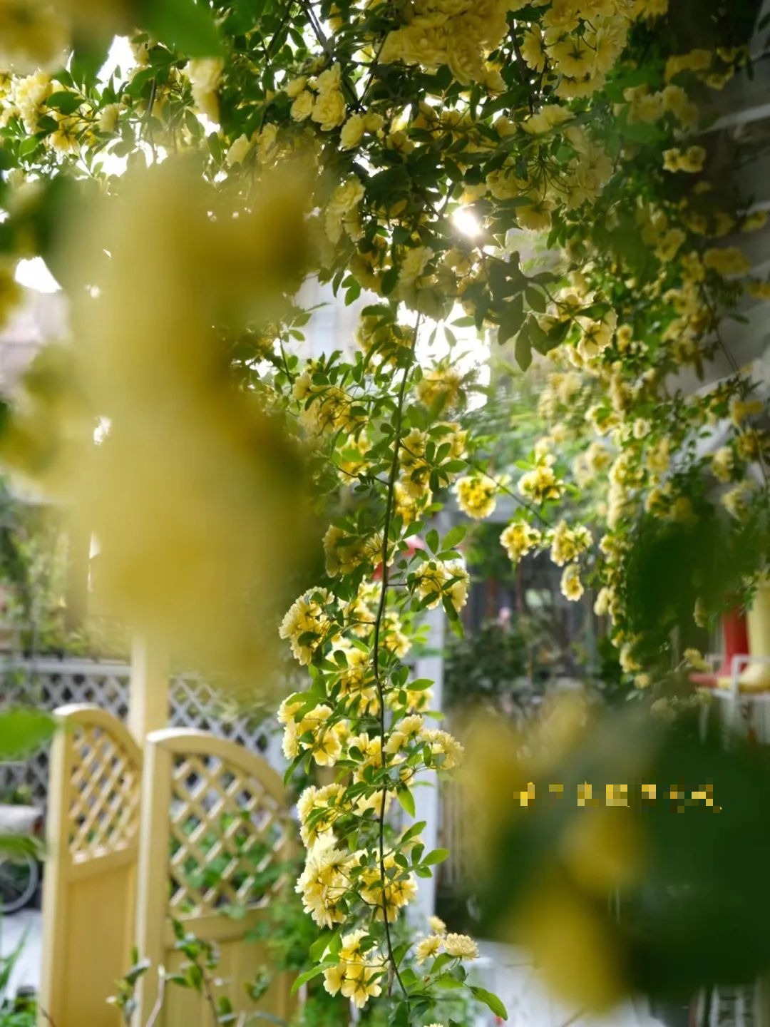 &quot;Lấp đầy&quot; sân nhà bằng cây cảnh siêu hoa, sắc nước hương trời, gia đình khỏe mạnh, bình an - Ảnh 10.