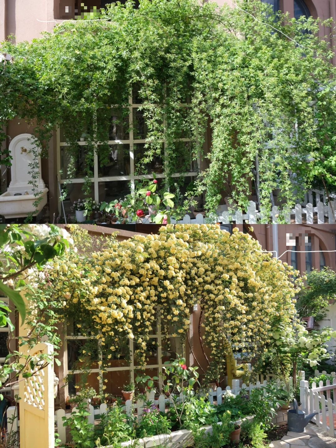 &quot;Lấp đầy&quot; sân nhà bằng cây cảnh siêu hoa, sắc nước hương trời, gia đình khỏe mạnh, bình an - Ảnh 14.