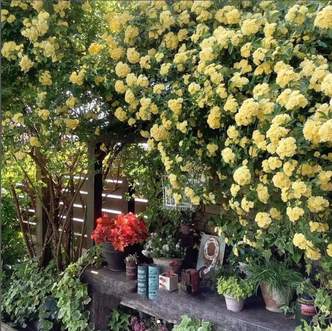 &quot;Lấp đầy&quot; sân nhà bằng cây cảnh siêu hoa, sắc nước hương trời, gia đình khỏe mạnh, bình an - Ảnh 2.