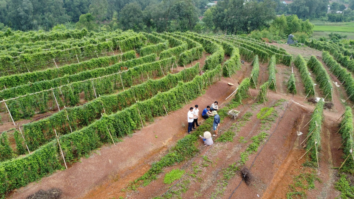 Bắc Giang: Đẩy mạnh phát triển HTX trong tái cơ cấu ngành nông nghiệp và xây dựng nông thôn mới - Ảnh 1.