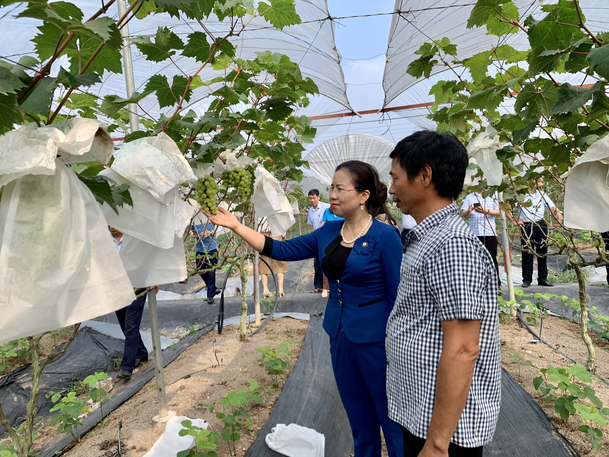 Những đầu tàu liên kết, &quot;kéo&quot; nông dân làm giàu:  - Ảnh 3.