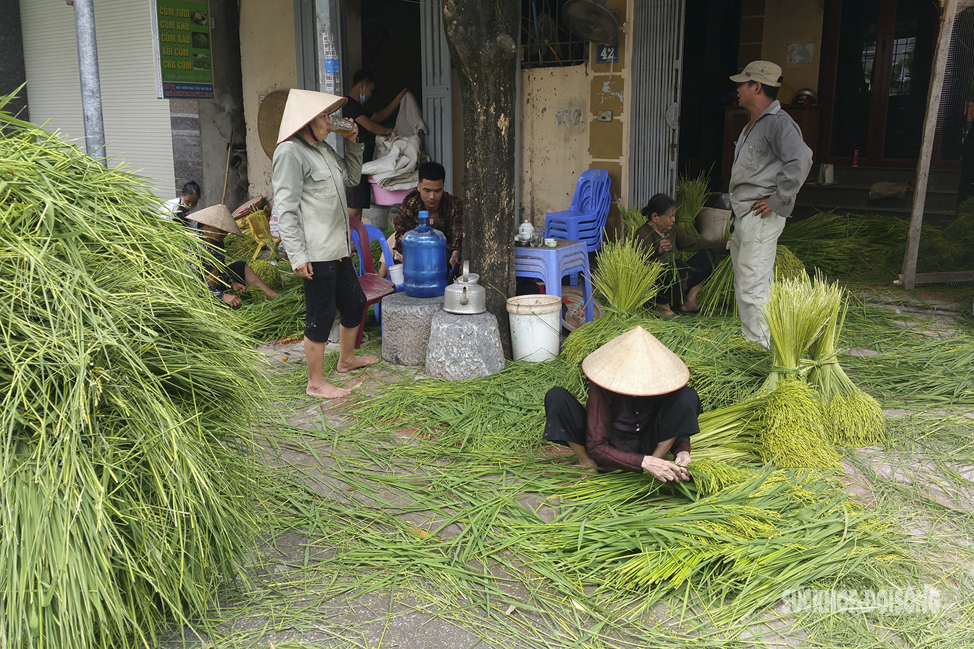 Vào làng Mễ Trì xem người dân &quot;luyện&quot; cốm: Nghe tiếng chày thậm thình, tận hưởng mùi cốm tỏa hương - Ảnh 2.