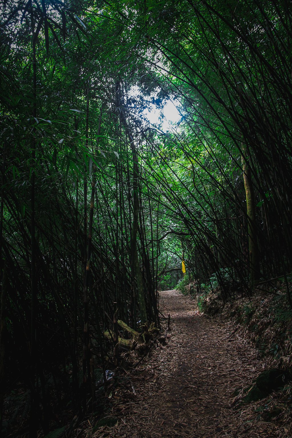 Khu rừng này ở Tam Đảo của Vĩnh Phúc đẹp như phim, cây cổ thụ la liệt, người ta đang lên xem