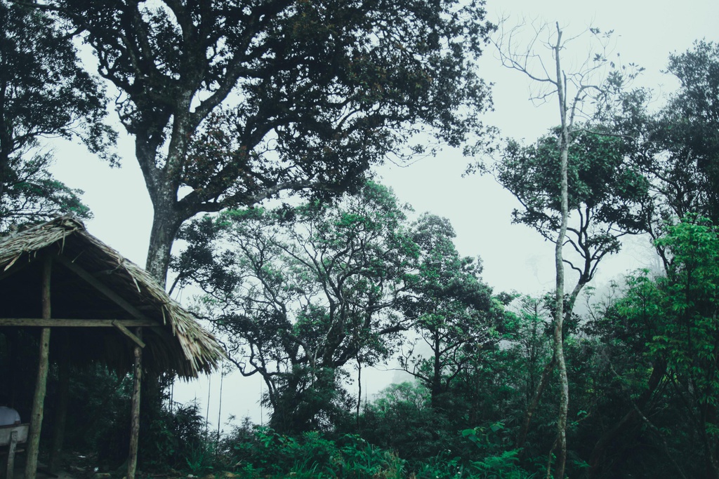 Khu rừng này ở Tam Đảo của Vĩnh Phúc đẹp như phim, cây cổ thụ la liệt, người ta đang lên xem - Ảnh 5.