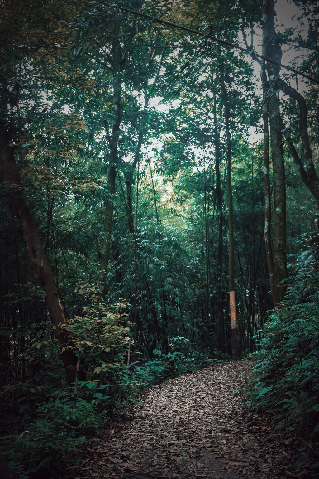 Khu rừng này ở Tam Đảo của Vĩnh Phúc đẹp như phim, cây cổ thụ la liệt, người ta đang lên xem