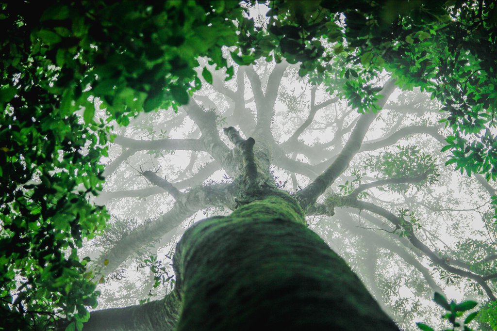 Khu rừng này ở Tam Đảo của Vĩnh Phúc đẹp như phim, cây cổ thụ la liệt, người ta đang lên xem - Ảnh 10.