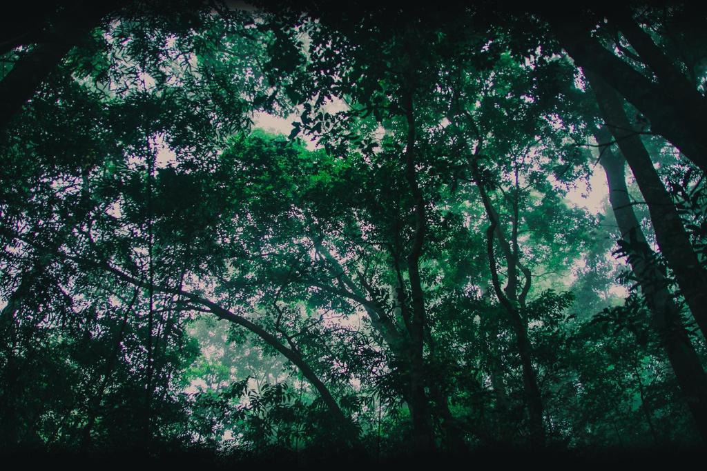 Khu rừng này ở Tam Đảo của Vĩnh Phúc đẹp như phim, cây cổ thụ la liệt, người ta đang lên xem - Ảnh 11.