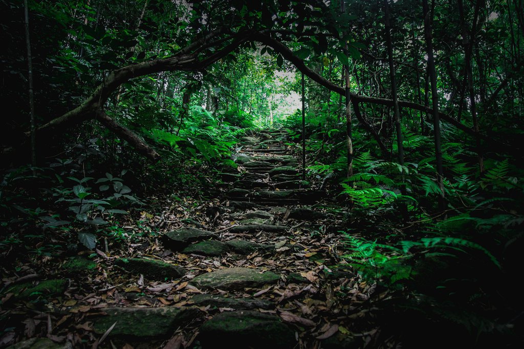 Khu rừng này ở Tam Đảo của Vĩnh Phúc đẹp như phim, cây cổ thụ la liệt, người ta đang lên xem - Ảnh 7.