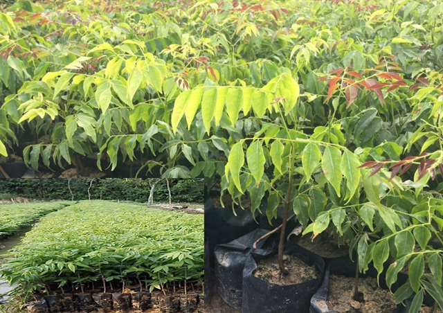 Quảng Ngãi đồng ý nhận 100.000 cây giống tài trợ thực hiện chương trình “ Quỹ trồng cây xanh” - Ảnh 2.
