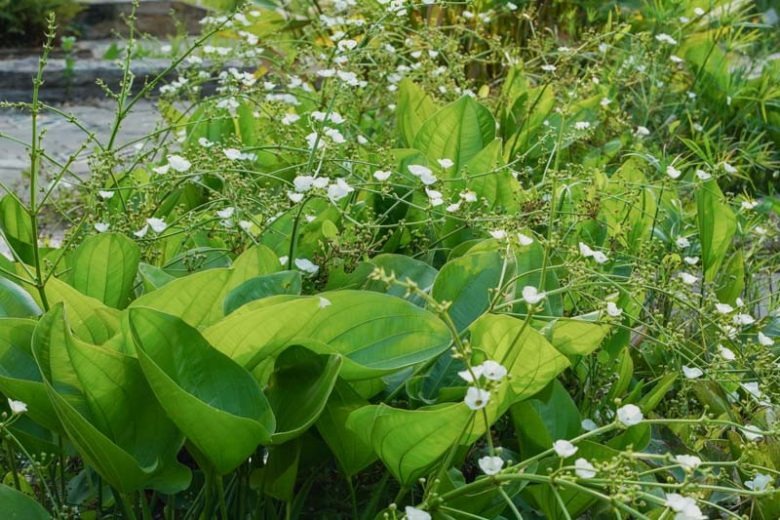 6 cây cảnh độc, đẹp nên trồng trong mùa thu, lá đẹp như hoa, thích hợp cho &quot;tay mới&quot; - Ảnh 15.