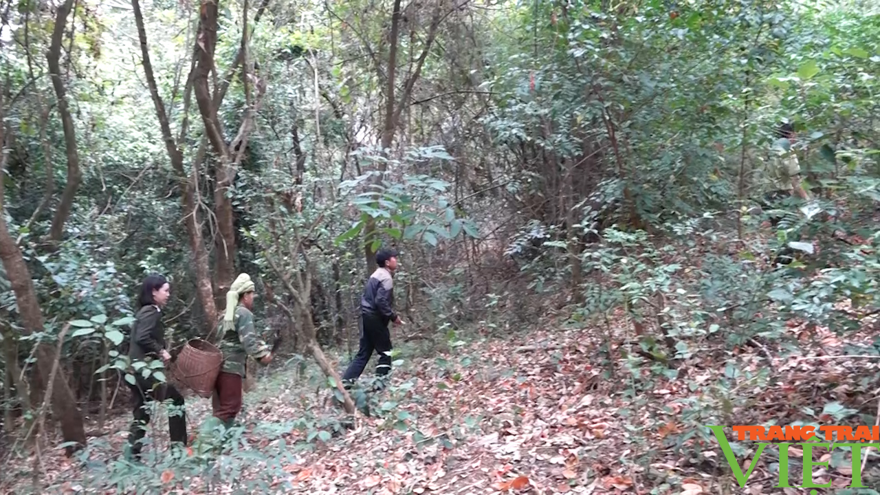 Yên Châu: Thực hiện tốt công tác bảo vệ rừng và PCCCR - Ảnh 2.