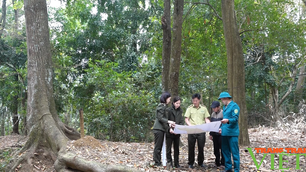Yên Châu: Thực hiện tốt công tác bảo vệ rừng và PCCCR - Ảnh 5.