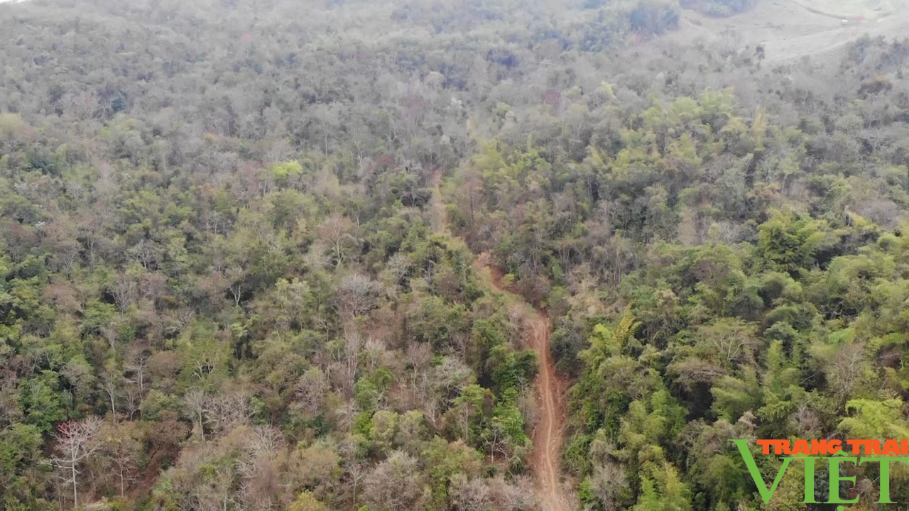 Yên Châu: Thực hiện tốt công tác bảo vệ rừng và PCCCR - Ảnh 6.