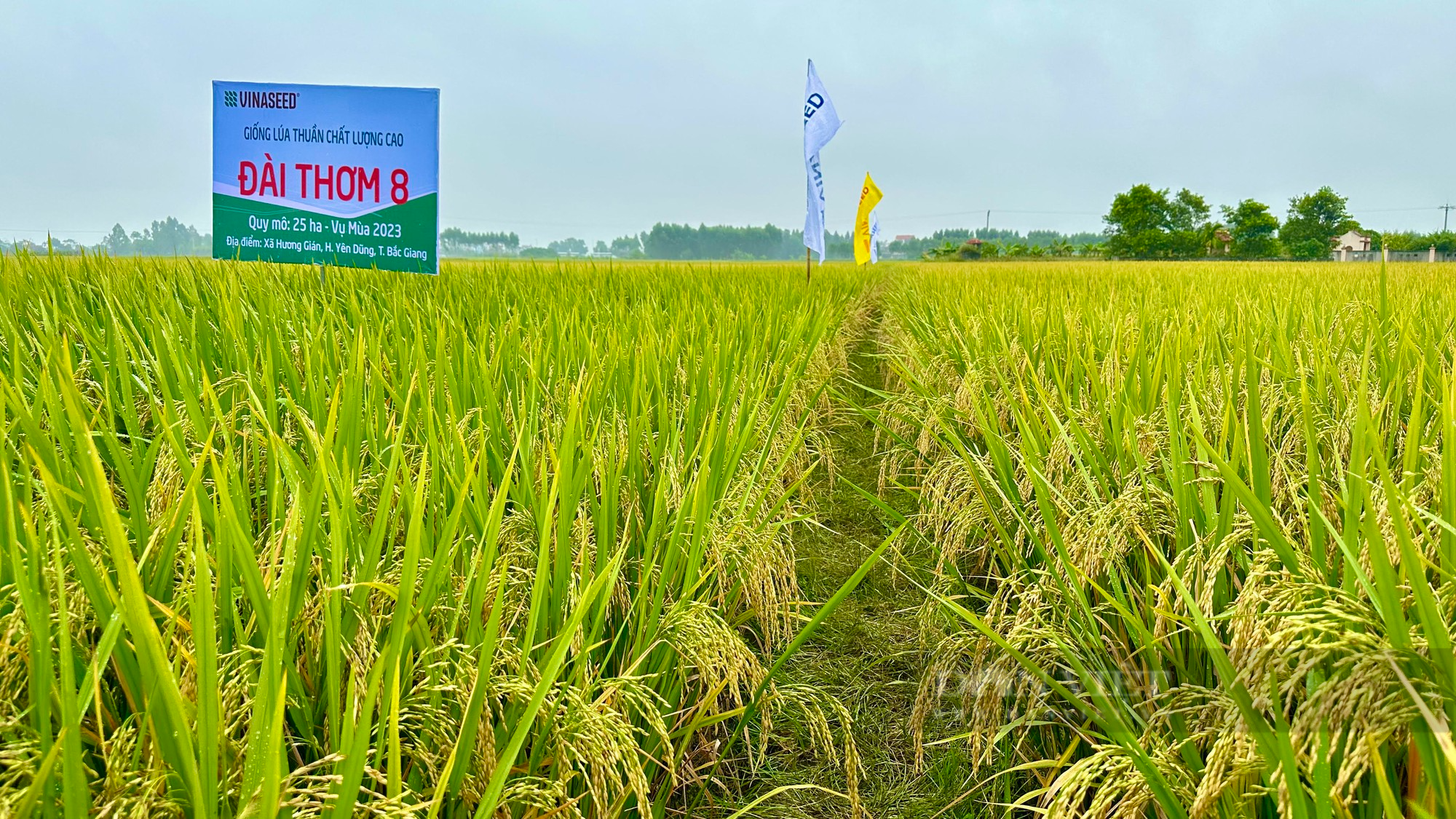 Vì sao giống lúa Đài Thơm 8 được nông dân Bắc Giang ưa chuộng, giá bán lên đến 1 triệu đồng/tạ - Ảnh 1.