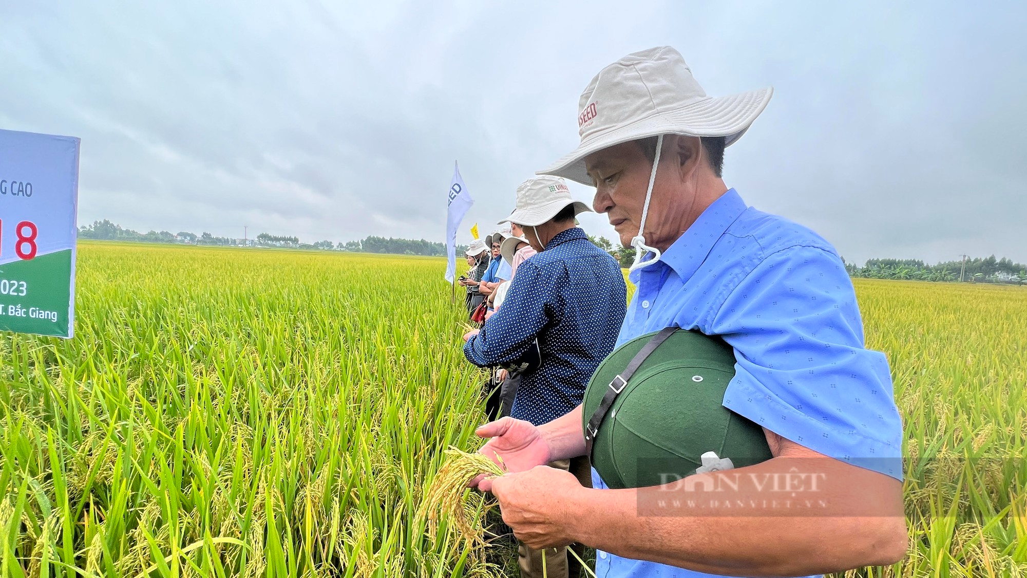 Vì sao giống lúa Đài Thơm 8 được nông dân Bắc Giang ưa chuộng, giá bán lên đến 1 triệu đồng/tạ - Ảnh 3.
